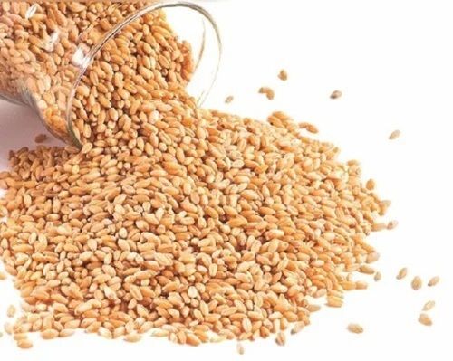 13% Moisture 98 % Pure Dried Style Hand Commn Processing Wheat Grain  Broken (%): 0%