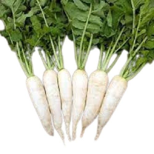 Commonly Cultivated Farm Fresh Long White Radish