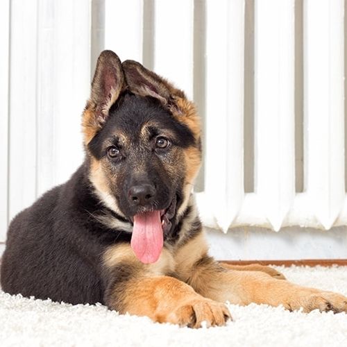 Red German Shepherd