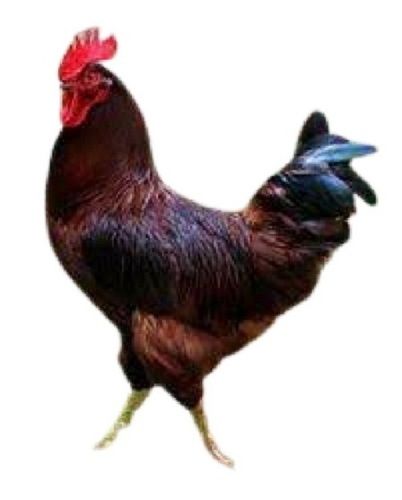 Indian Origin Black And Brown Feather Live Country Chicken Gender: Male