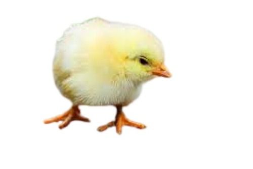 Light Yellow Healthy And Alive Chick For Commercial Poultry Farming