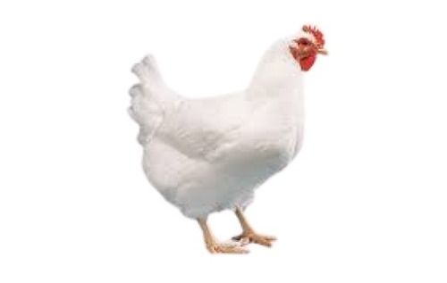 Various Indian Origin White Live Broiler Chicken