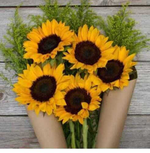 Rich Fragrance Sunflower Flower For Decorative And Garlands