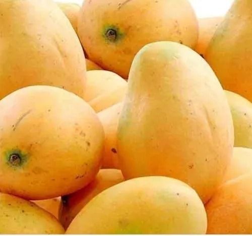 Yellow Sweet And Delicious Taste Natural Ripe Alphonso Mango