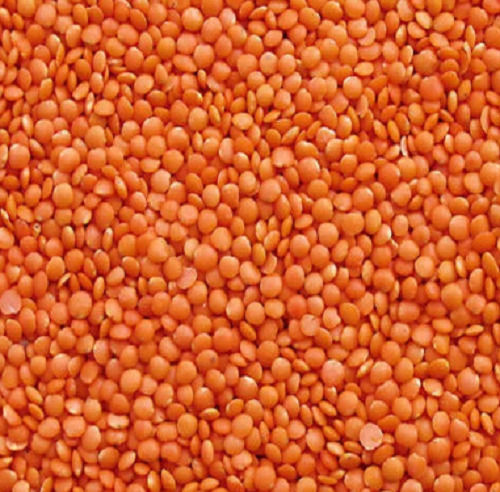 99 Percent Pure Organic Dried Raw Round Masoor Dal for Cooking Use