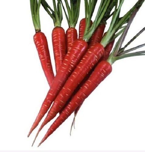 Good For Health Conical Shaped Fresh Red Carrot