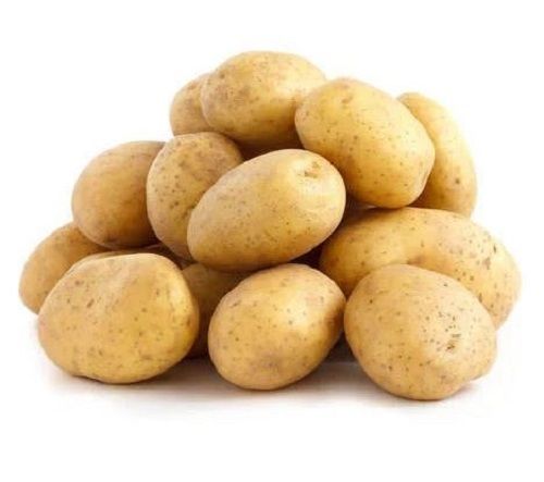 Round Fresh Organic Raw Potato For Cooking Use Moisture (%): 63%