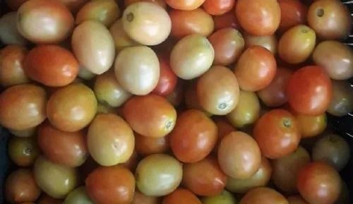 94.4 Percent Moisture Round And Oval Pure Natural Whole Fresh Tomatoes
