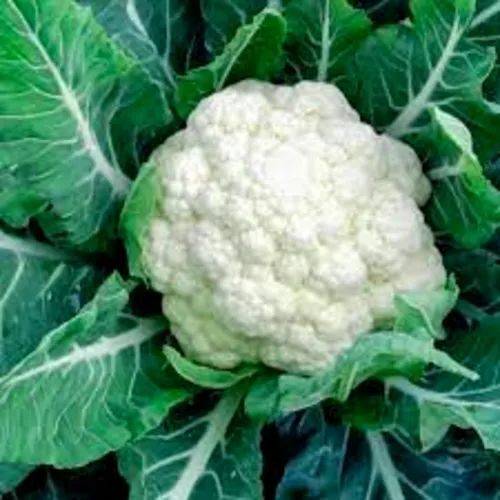 Common Cultivated Pure And Fresh Round Raw Cauliflower With 5 Days Shelf Life Application: Pool