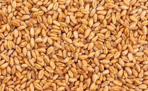 99% Purity High In Protein Organic Dried Wheat Grain For Cooking Use