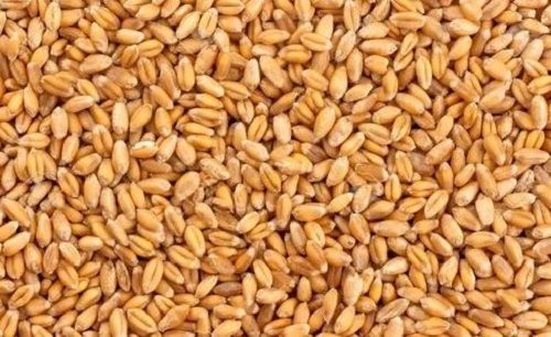 99% Purity High In Protein Organic Dried Wheat Grain For Cooking Use Broken (%): 10%