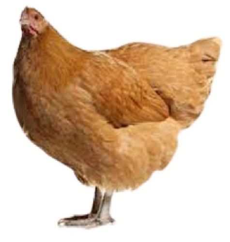 Healthy Brown Live Country Chicken Gender: Female