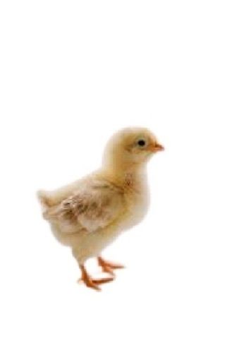 Poultry Farm Light Brown Live Chicks Gender: Female