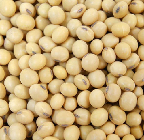 99% Pure Organic Dried Raw Round Soya Beans