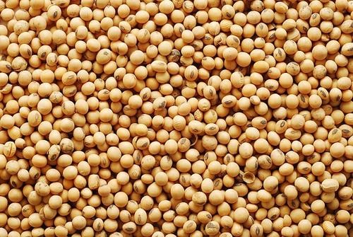 Commonly Cultivated Round Raw Whole Dried Soya Beans