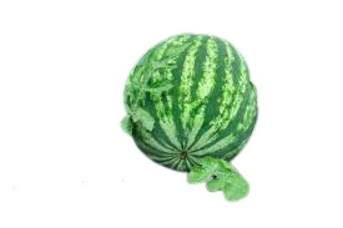 Indian Origin Round Sweet Green Watermelon