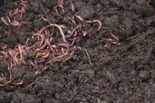 100% Pure Organic Vermicompost Fertilizer For Agriculture Chemical Name: Calcium Nitrate