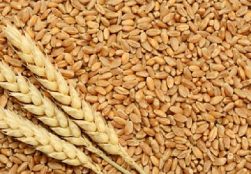 20 Percent Moisture Content Soft Wheat Grain For Agriculture Use