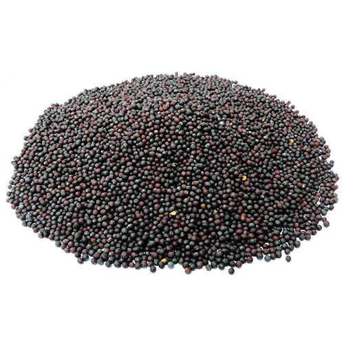 Indian Origin 99% Pure Commonly Cultivated Mustard Seed