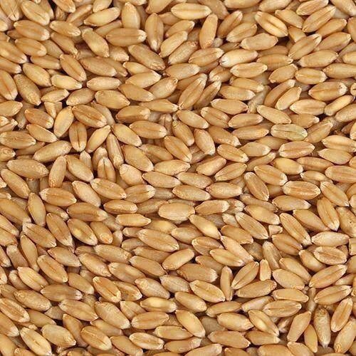 Commonly Cultivated Pure And Dried Raw Whole Solid Hard Organic Wheat