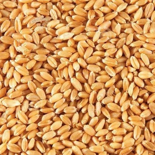 Commonly Cultivated Pure And Dried Raw Whole Edible Hybrid Wheat Seeds Admixture (%): 0%