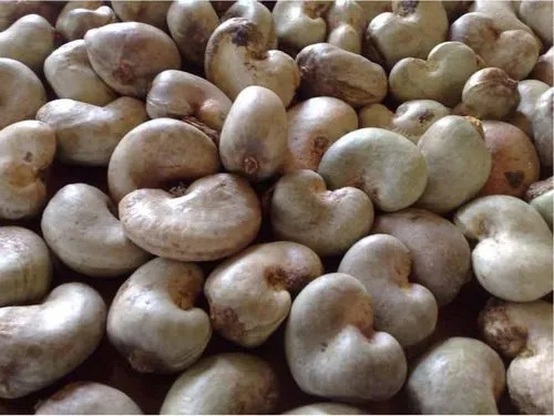 Healthy And Pure Commonly Cultivated Dried Sweet Taste Raw Cashew - Kidney-Shaped, 1 Inch, White, 0.5% Broken Pieces, 12% Moisture Content, 6 Months Shelf Life
