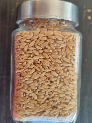 wheat seed