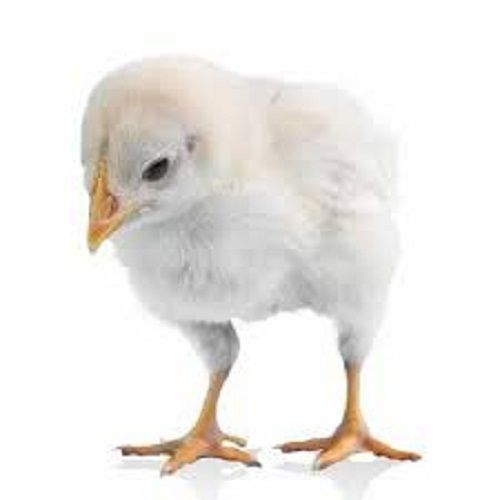 A Grade Disease Free Pure Healthy Small Size White Live Country Chicken