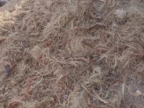 Smooth Textured Highly Absorbent Coconut Husk Raw Coir Fiber Compression Ratio: 1:5.