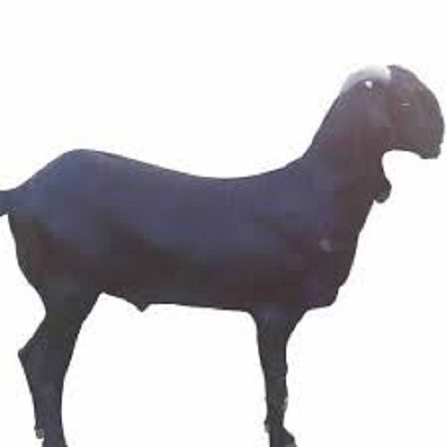 Black Barbari Goat