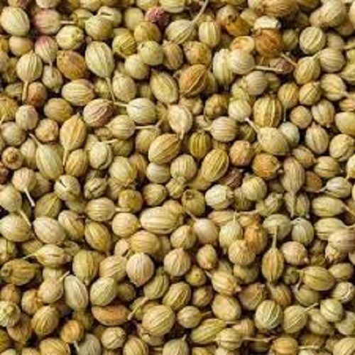 Food Grade Commonly Cultivated Edible Hybrid Sunlight Dried Coriander Seeds Admixture (%): 0.05%