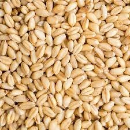 Light Brown A Grade 100 Percent Pure Dried Wheat Grain