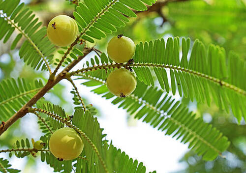 Green Amla Plant For Outdoor Use