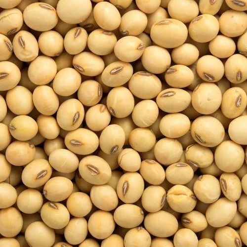 Low Fat Good In Taste Easy To Digest Organic Soybean Admixture (%): 0.1%