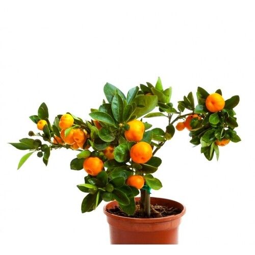 Organic Orange Fruit Plant For Garden And Home Use