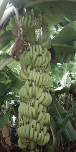 Well Watered Banana Plant For Garden And Farming