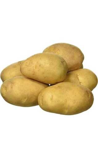63% Moisture Round And Oval Shape Fresh Potatoes For Chips