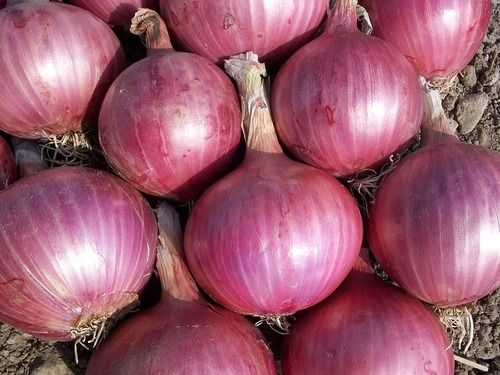A Grade Fresh Onion for Cooking Food With 3 Months Shelf Life