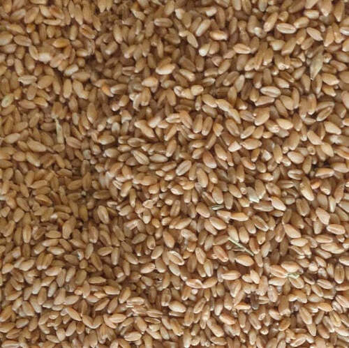 Fresh And Pure Organic Brown Wheat For Making Flour