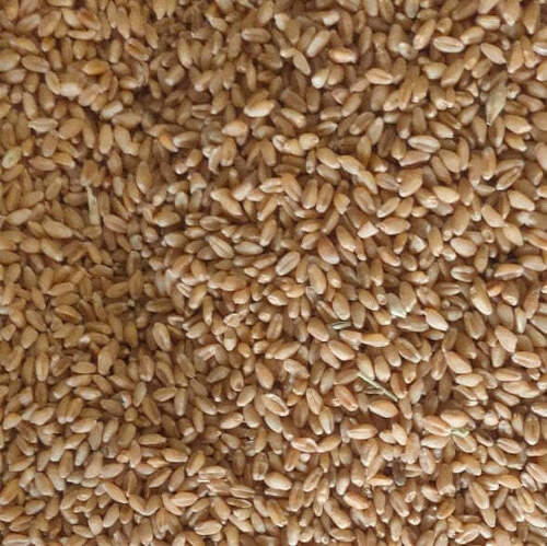 Organic Brown-Yellow Lokwan Wheat, Good For Health