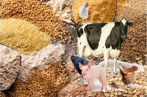 100% शुद्ध प्राकृतिक फ़ीड ग्रेड पशु और मुर्गी पालन फ़ीड