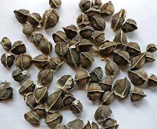 Natural Sun Dried Drumstick Seeds For Agriculture Use