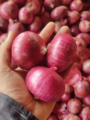 Farm Fresh Raw Red Onion