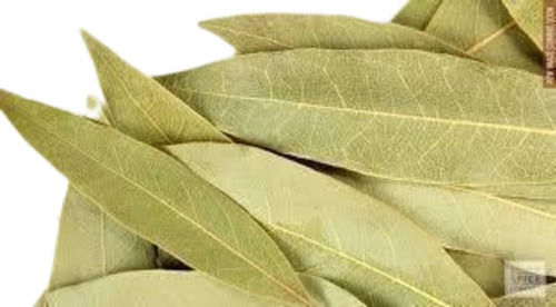 Green A Grade Indian Origin Pure And Natural Raw Processing Dried Bay Leaf 