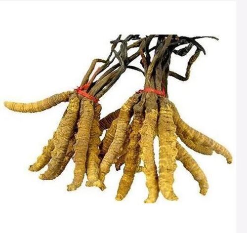 Premium Quality Dried Herbs Flavoring Compound Berberis Aristata