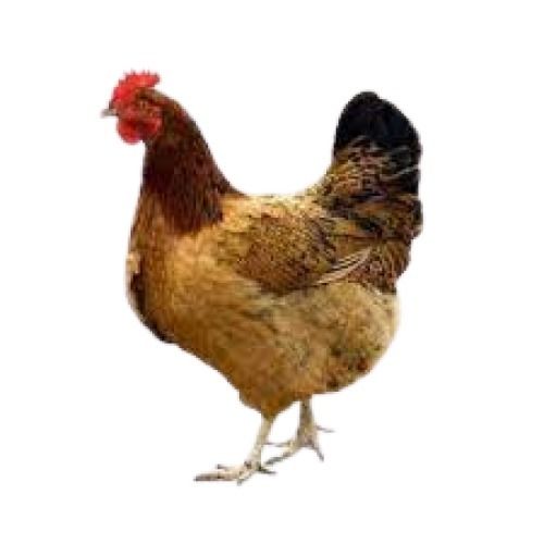 Brown Female Live Country Chicken