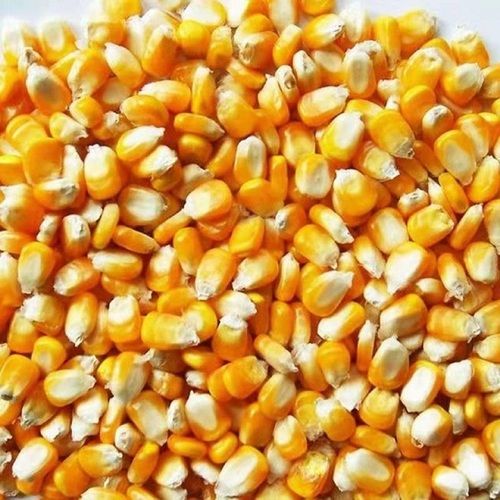 Cattle Feed Yellow Maize