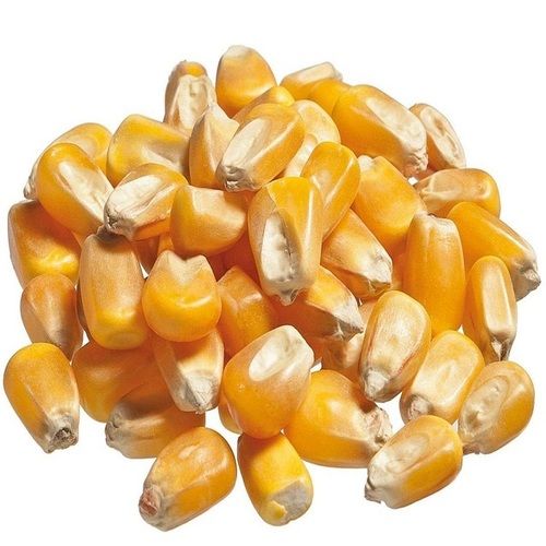 Dried Yellow Sweet Corn