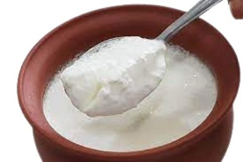 A Grade 100 Percent Purity Highly Nutrient Enriched Healthy Fresh Curd