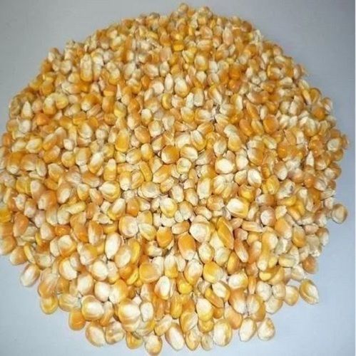 maize cattle feed